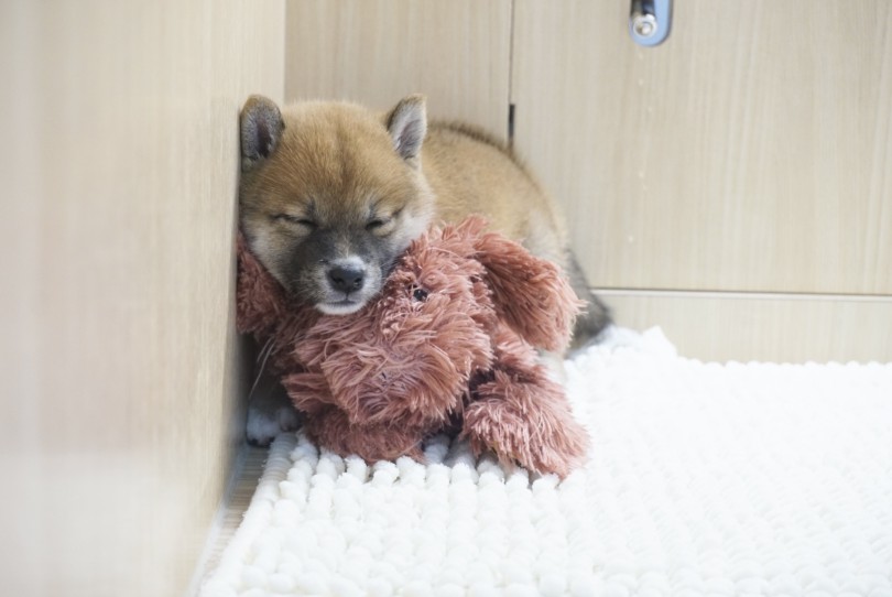 未来のママ・パパにお会いできるのを心より楽しみにしております♡ | 柴犬 （6131185） - 横浜 大倉山店