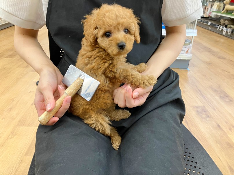毛が抜けないのでカットが必要 - トイプードルちゃんを家族に迎える際のポイント | トイ・プードル (118672) - 城山店