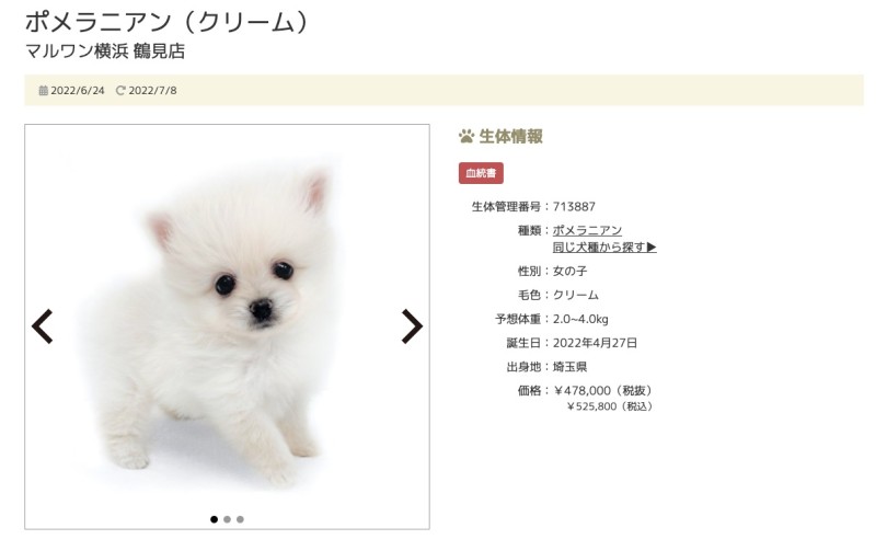 第10位！鶴見店のポメラニアンちゃん！ | 7/8版注目のワンちゃんネコちゃんランキング