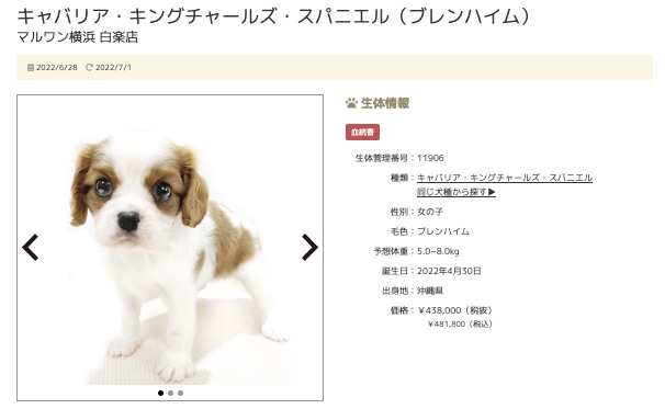 第5位！横浜 白楽店のキャバリアちゃん！ | 7/1版注目のワンちゃんネコちゃんランキング！