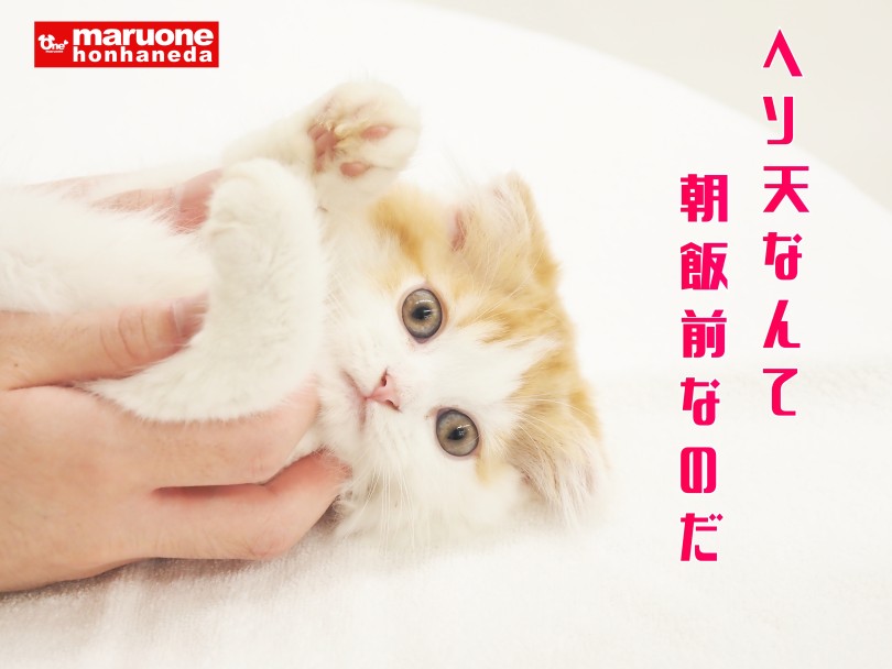 初心者でも扱いやすいフレンドリーな性格 | スコティッシュフォールド （512815） - 本羽田店