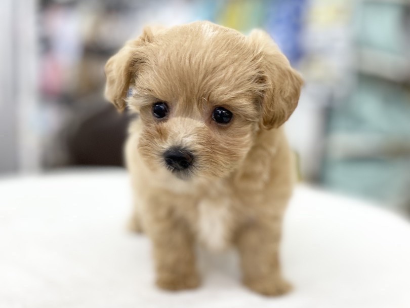 お顔はトイ・プードル寄りかな？ | MIX犬 マルプー （6131181） - 横浜 大倉山店