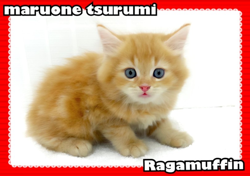 初めての猫ちゃんとの生活をスタートさせたいとお考えの方にもおすすめ！ | ラガマフィン （713890） - 横浜 鶴見店