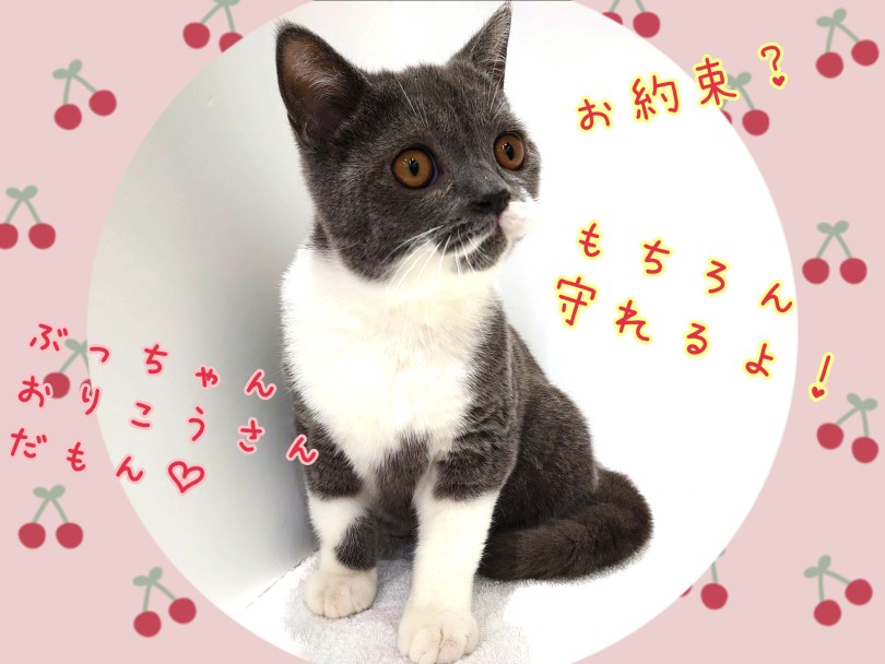 お店でのんびり過ごした子はメリット満載です！ | ブリティッシュショートヘア （130446） - 高井戸店