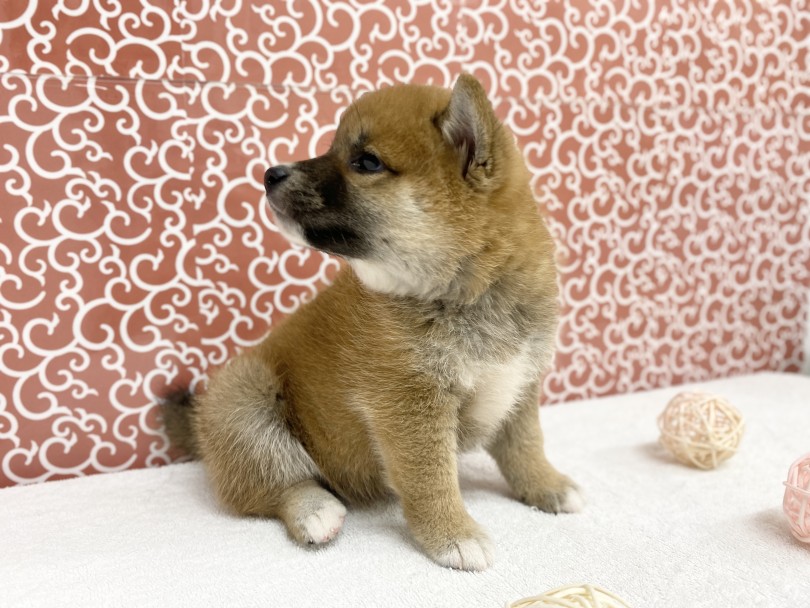 柴犬愛ならどこにも負けない | 柴犬 （6131185） - 横浜 大倉山店