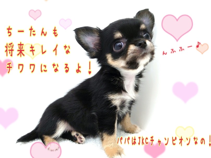 パパはJKCチャンピオン！ハイクラスレディなのだ！ | チワワ （130448） - 高井戸店