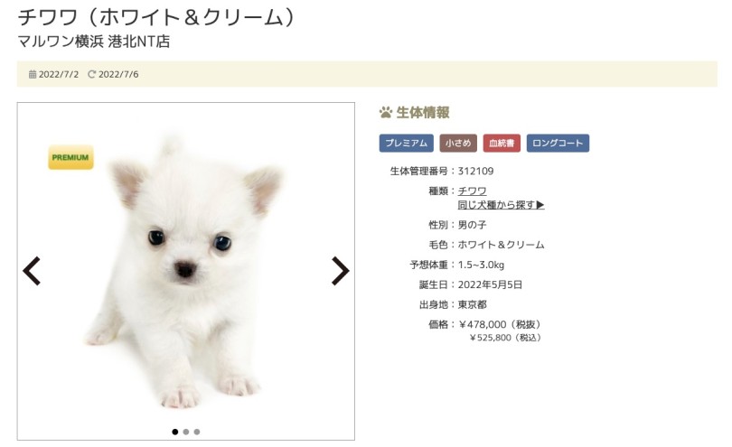 第二位！横浜 港北NT店のチワワちゃん！ | 7/8版注目のワンちゃんネコちゃんランキング