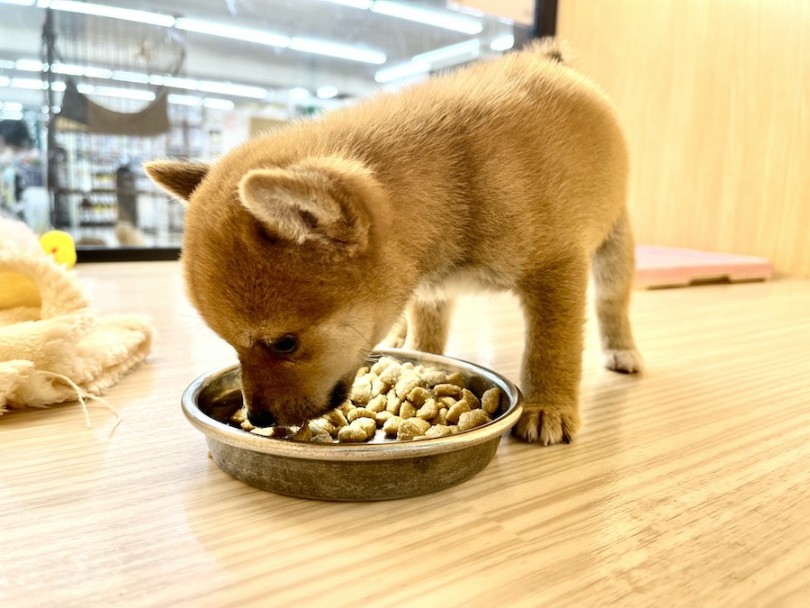 体重だけでいえば、通常の柴犬の半分くらい | 豆柴 （814756） - 大和 相模大塚店