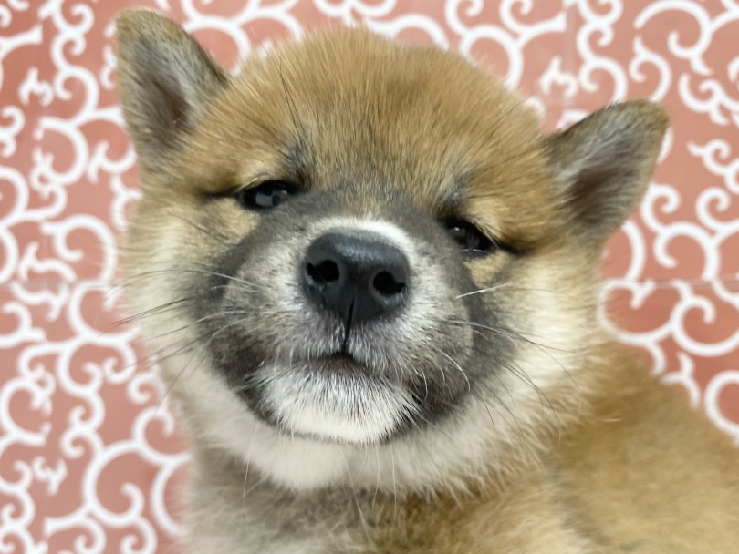 パピー期間限定の泥棒ひげ！ | 柴犬 （6131185） - 横浜 大倉山店