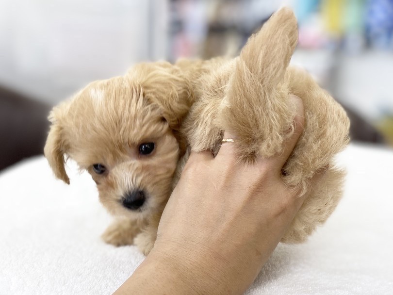 美しさを保つためにもブラッシングは必須！ | MIX犬 マルプー （6131181） - 横浜 大倉山店