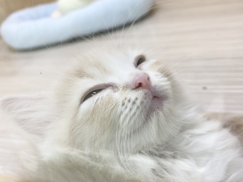 日中の睡眠時間はとても必要な時間 | ラガマフィン （6131182） - 横浜 大倉山店