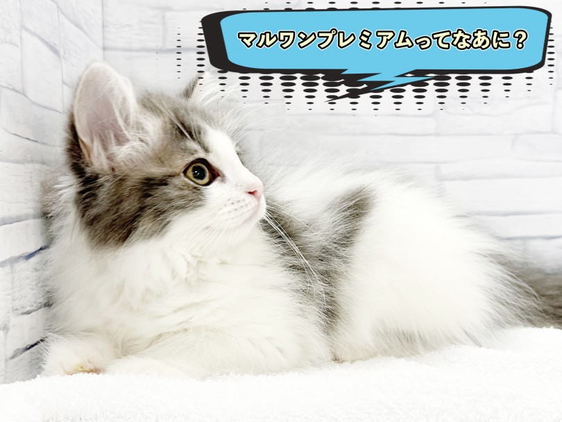 希少性が高く、ルックス・カラーの特性がワンランク上のワンちゃん猫ちゃん | ノルウェージャンフォレストキャット （413117） - さいたま 武蔵浦和店