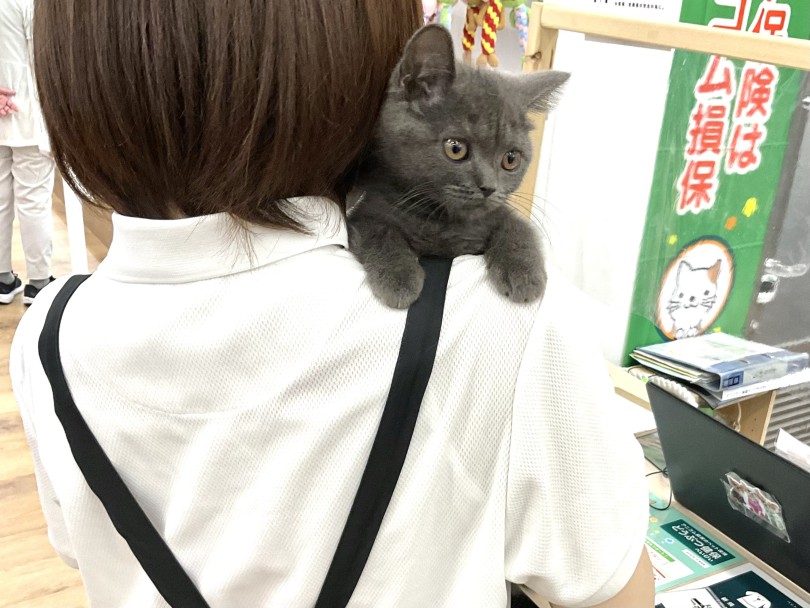 懐っこい性格 | ブリティッシュショートヘア (118670) - 城山店