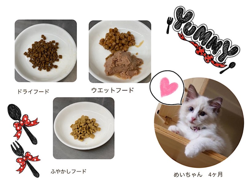 仔猫からの食事 | 猫さんの気になる食べ飽き・食べムラには理由がある！ - 横浜 港北ニュータウン店