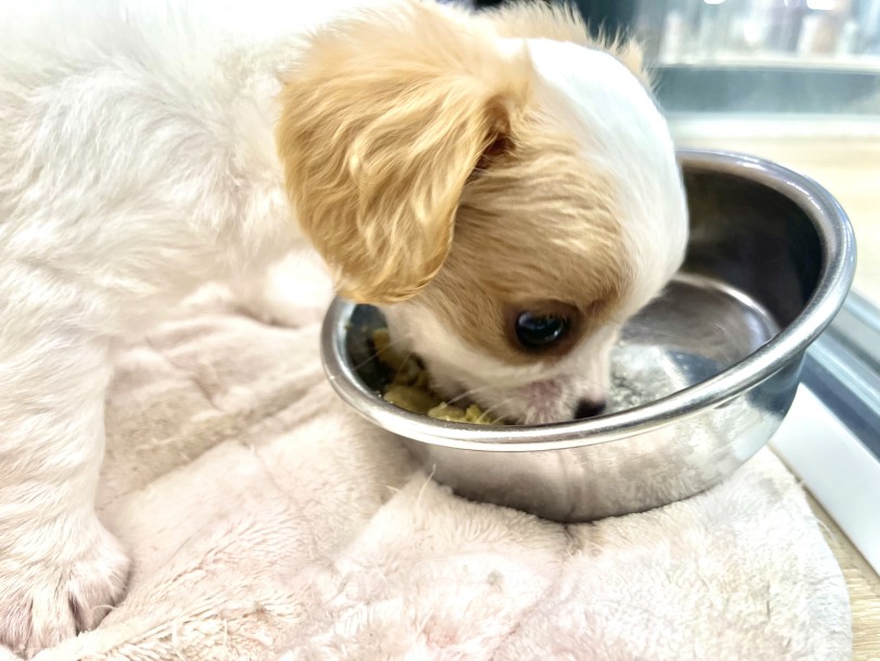 食欲は健康の証！現在食べているフードは？ | MIX犬 チワキャバ （140941） - 横浜 元町店