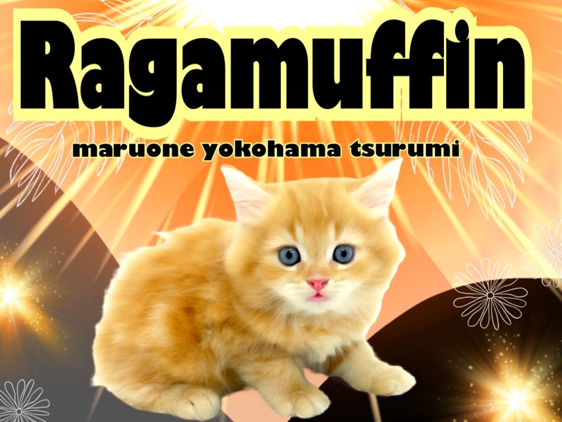 【 ラガマフィン 】幼いながらに王者の風格をもつベビーライオンキング！