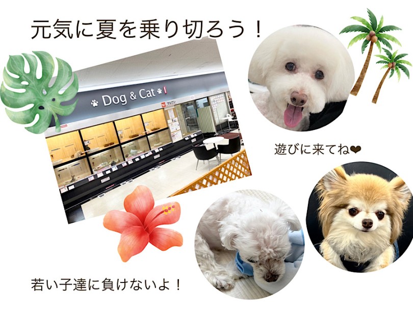 大切な卒業生の為に、まだまだサポートしちゃいます。 | シニアちゃんに簡単アイテム作っちゃおう！ - 横浜 港北ニュータウン店