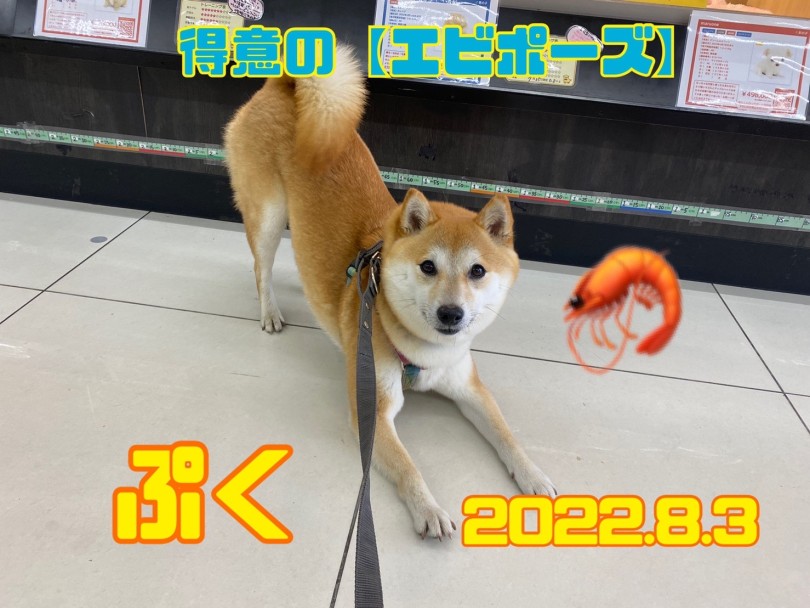 ★だいふく★エビ！ | 365プロジェクト - 横浜 大倉山店