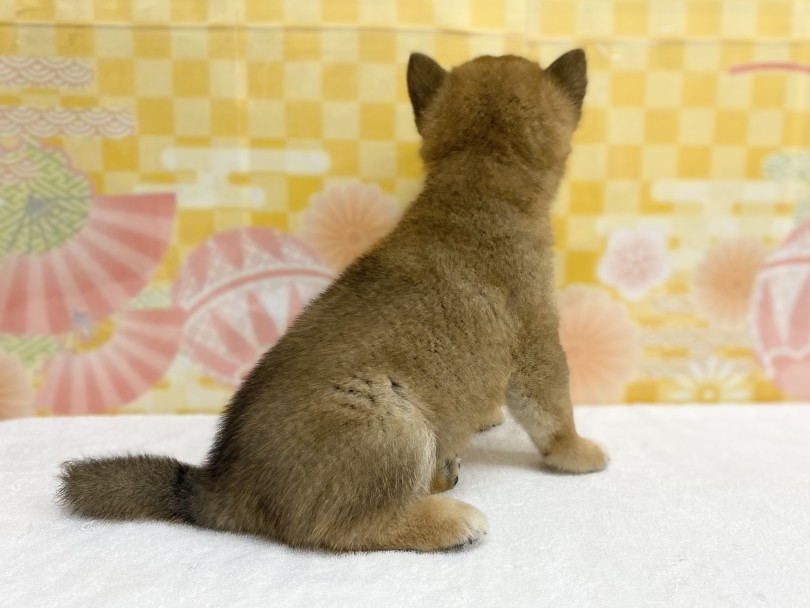柴犬と言ったら大倉山店♡ | 柴犬 （6131187） - 横浜 大倉山店