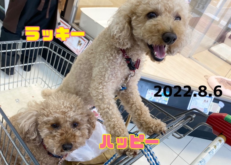 ★ハッピー♡ラッキー★久しぶりに会えて嬉しい！ | 365プロジェクト - 横浜 大倉山店