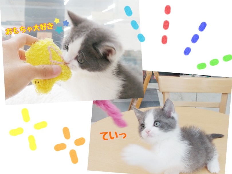 おもちゃ好きな陽気な性格 | ブリティッシュショートヘア （413126） - さいたま 武蔵浦和店
