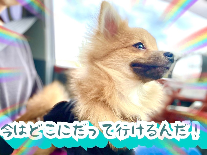 車に馴れると楽しい事ばかり！ | 車酔いを克服して夏休みにドライブを楽しんじゃおう！ - 東川口店