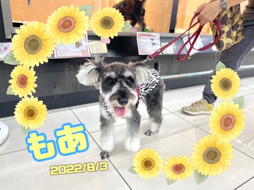 ★もあ★ママと毎日お散歩嬉しいね♪ | 365プロジェクト - 横浜 大倉山店