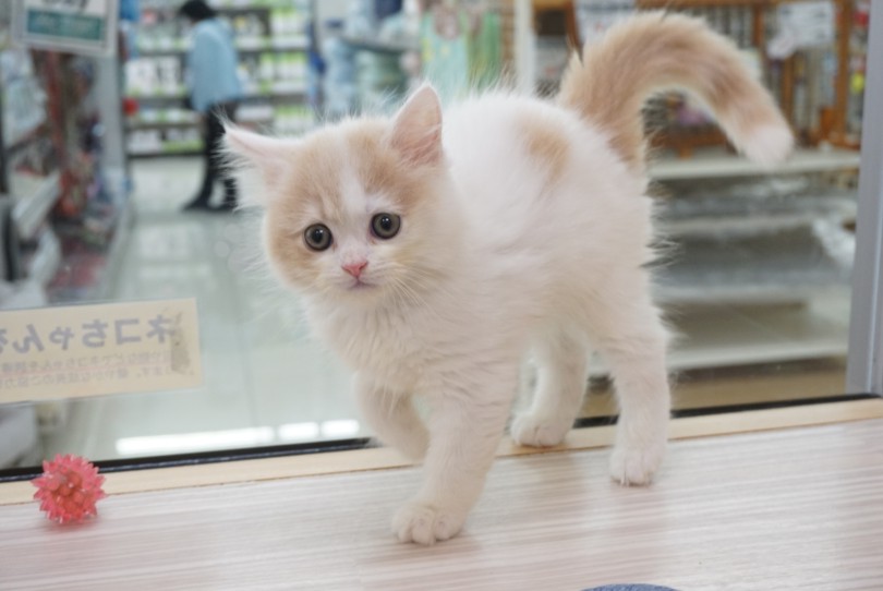 ポイント2：ホワイトベースにポイントのクリームカラー | ラガマフィン （6131193） - 横浜 大倉山店