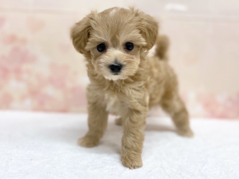 可愛さその1・成長が楽しみ | MIX犬 マルプー （6131192） - 横浜 大倉山店