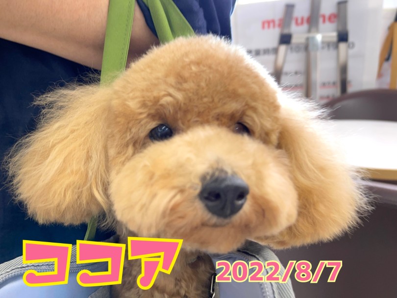 ★ココア★ママとお買い物来たワン♪ | 365プロジェクト - 横浜 大倉山店