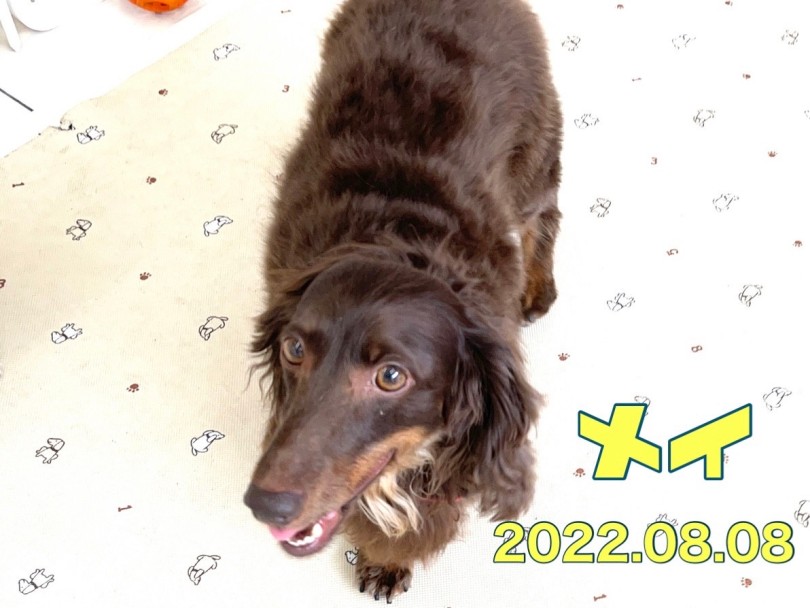 ★メイ★室内ドッグランで追いかけっこ♪ | 365プロジェクト - 横浜 大倉山店