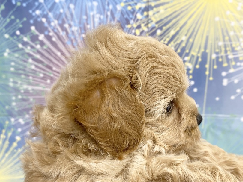 個人的に可愛いポイント寝癖ヘアー | MIX犬 チワプー （6131190） - 横浜 大倉山店