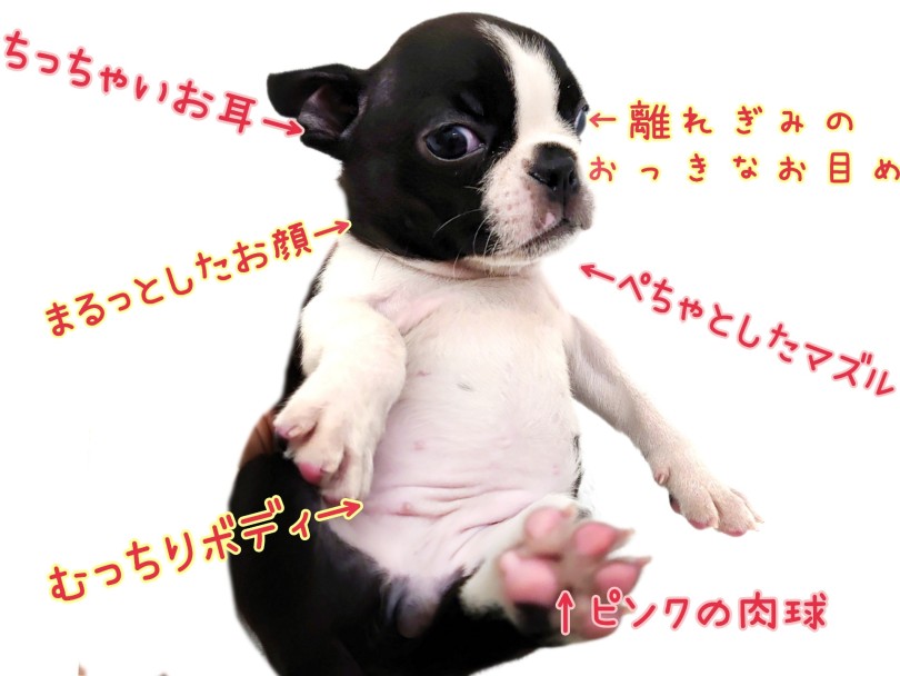 可愛さがぎゅぎゅっとつまったキャラクター感抜群のビジュアル！ | ボストンテリア （130453） - 高井戸店