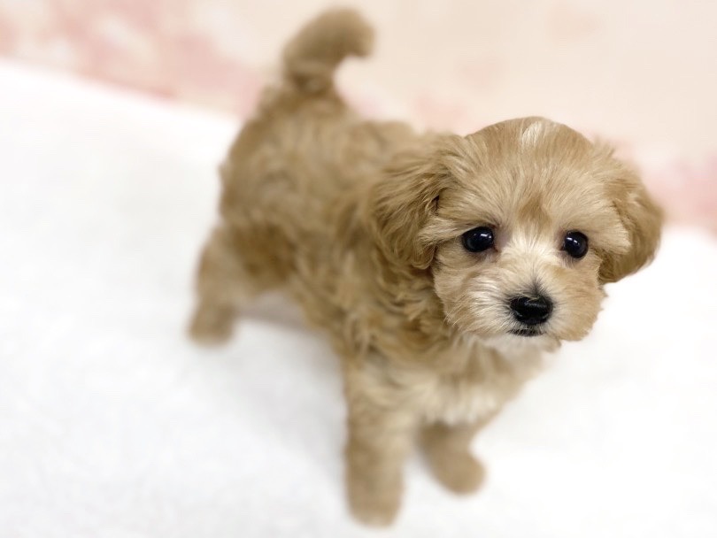 可愛さその2・MIXちゃんは小顔 | MIX犬 マルプー （6131192） - 横浜 大倉山店