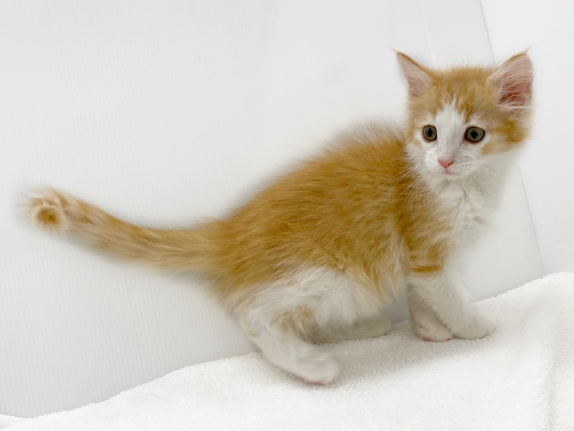 ノルウェージャンフォレストキャットは長毛種に分類されています | ノルウェージャンフォレストキャット （118678） - 城山店
