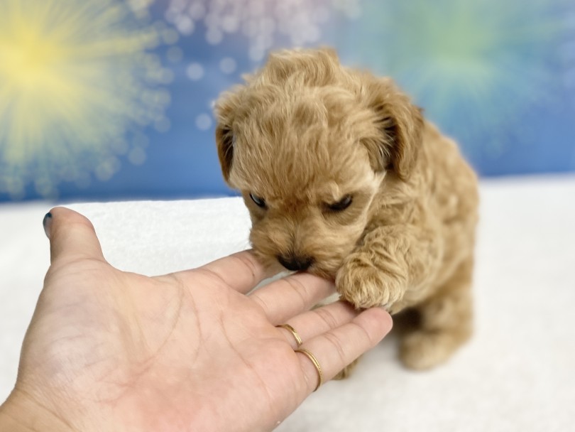 とにかくフレンドリーな性格♪ | MIX犬 チワプー （6131190） - 横浜 大倉山店