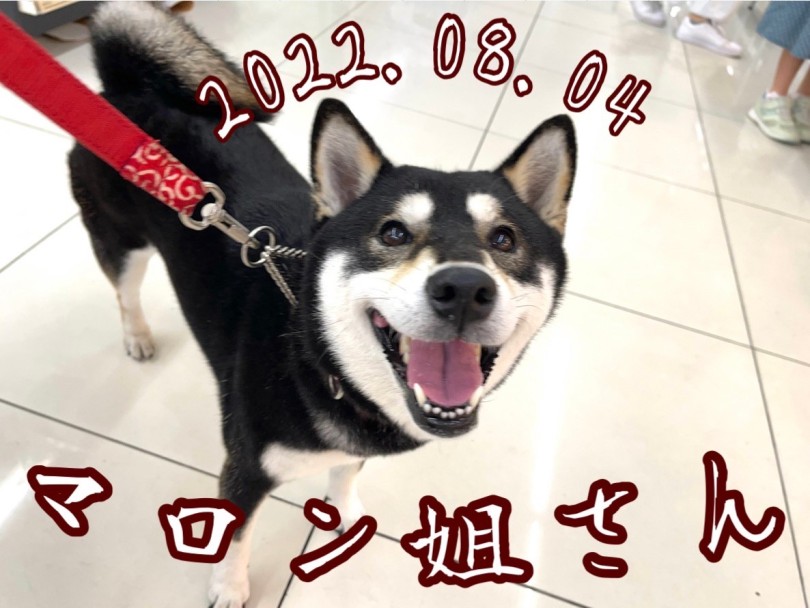 ★マロン★すっかり冬毛♡♡ | 365プロジェクト - 横浜 大倉山店