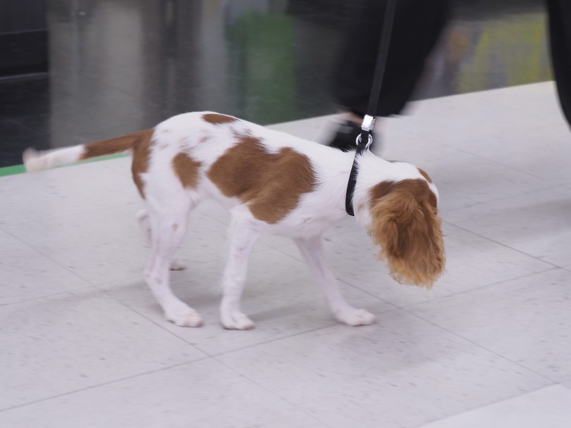 飼い主に従順で明るく、誰に対しても友好的で愛情深い性格 | キャバリア・キングチャールズ・スパニエル （512811） - 本羽田店