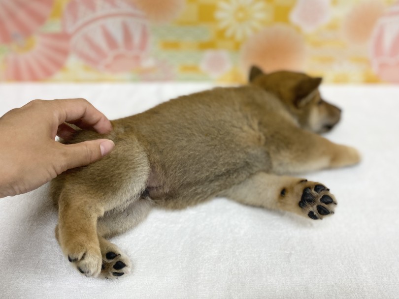おけつマッサージにうっとり♡ | 柴犬 （6131187） - 横浜 大倉山店