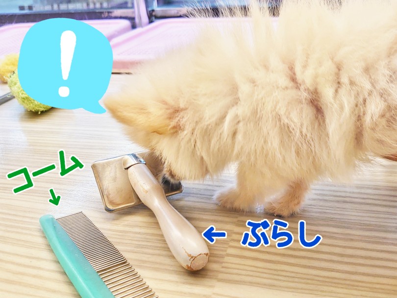 いつでもふわふわ♪ ブラッシング | ポメラニアン （413124） - さいたま 武蔵浦和店