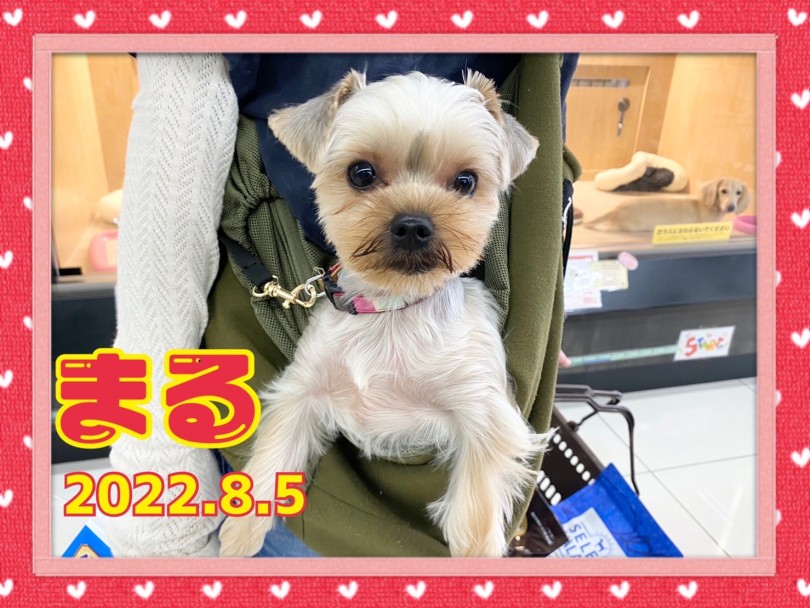 ★まる★スリングにすっぽり♡ | 365プロジェクト - 横浜 大倉山店
