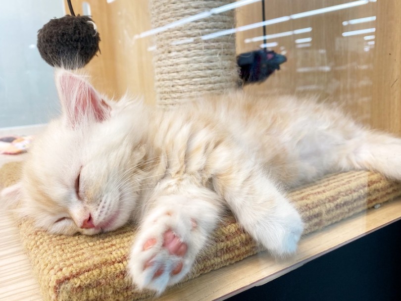 子猫ちゃん時期は健やかな成長の為にもしっかりと睡眠時間を確保する事が必要です | マンチカン （120549） - 横浜 今宿店