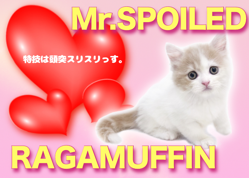 【 ラガマフィン 】頭突きで甘えてくるにゃんこの注目ポイント4つをご紹介！