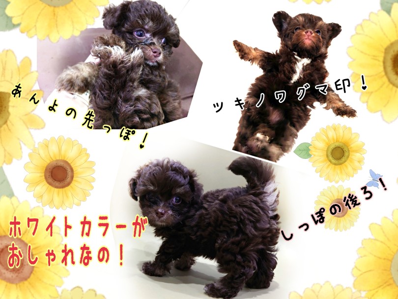 お色は大人気カラー！チョコタン！ | MIX犬 チワプー （130449） - 高井戸店