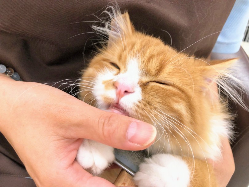 とても甘えん坊で人懐っこい性格 | ノルウェージャンフォレストキャット （914776） - 板橋 志村坂下店