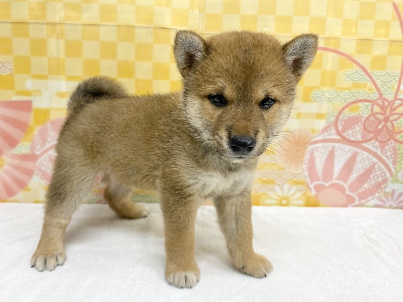 魅力1：四国犬みたいなワイルドさを持ってます。 | 柴犬 （6131187） - 横浜 大倉山店