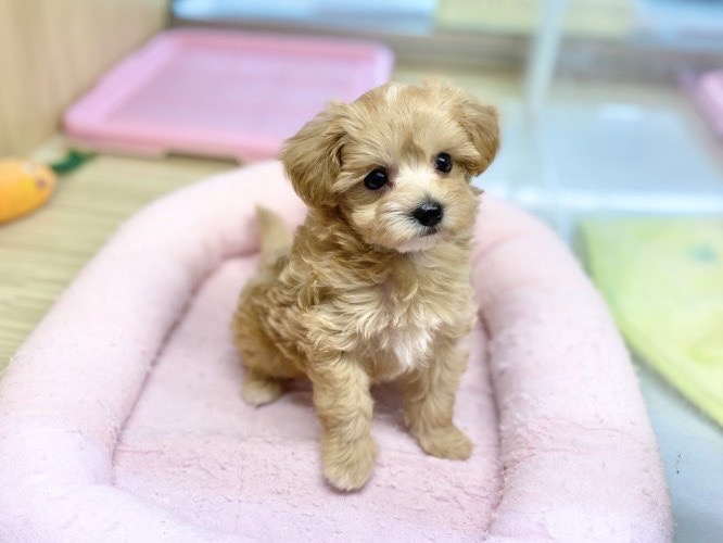 360度どこから見ても「可愛い！」満載のマルプーちゃんに是非！！会いに来てください♡ | MIX犬 マルプー （6131192） - 横浜 大倉山店