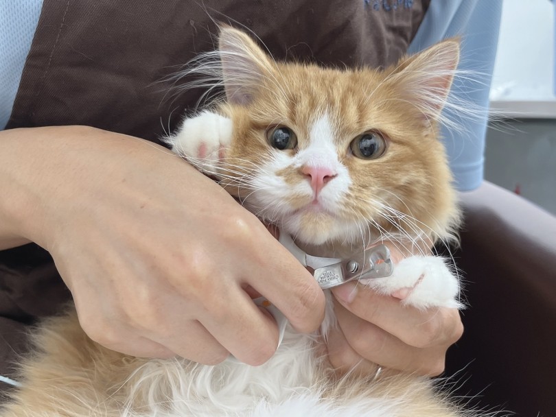 爪切りも上手に待っていてくれます♪ | ノルウェージャンフォレストキャット （914776） - 板橋 志村坂下店