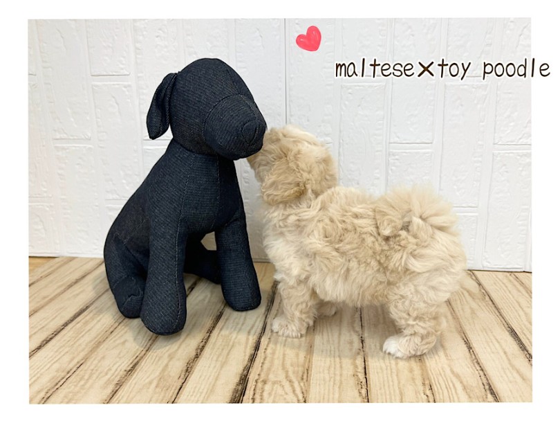 短足が可愛いドワーフ体型 | MIX犬 マルプー （312116） - 横浜 港北ニュータウン店