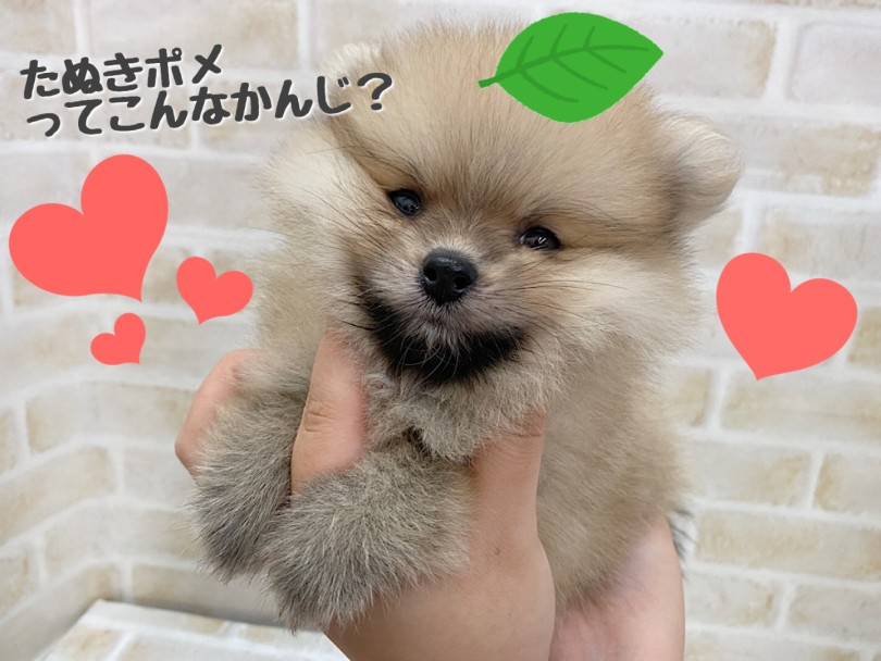 ルックスも良し、性格も良しな最強ポメラニアンにはなかな出会えませんよ！ | ポメラニアン （116740） - 下丸子店